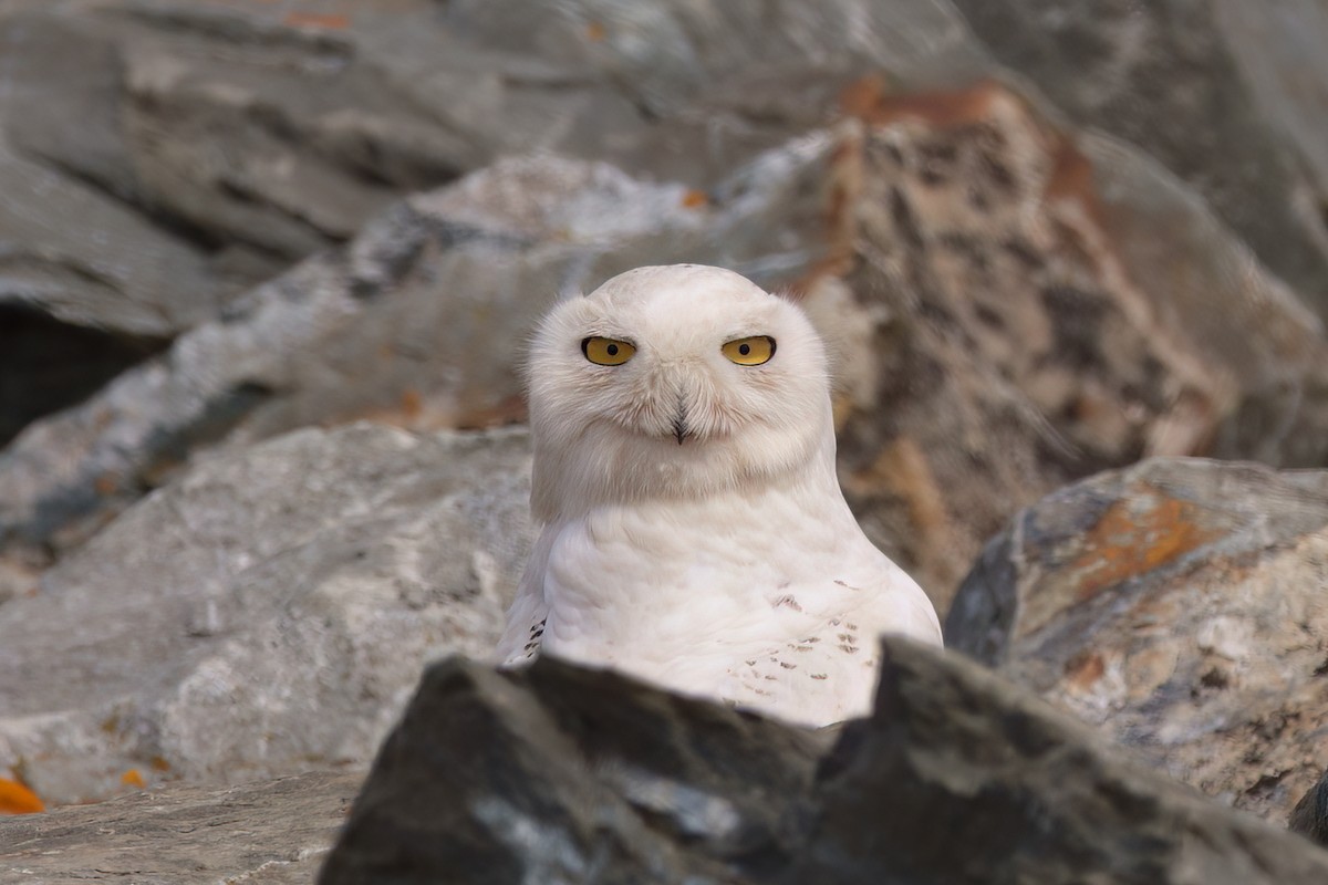 Snowy Owl - ML635176860