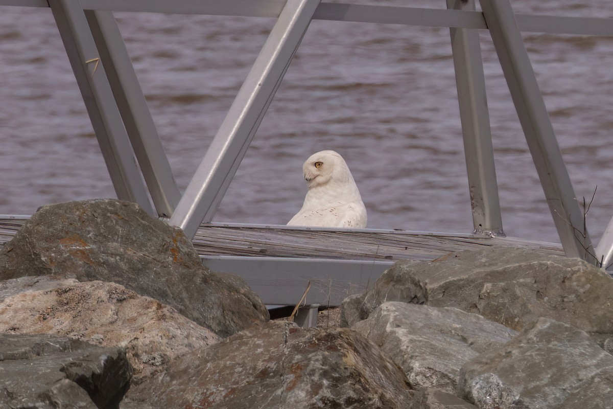 Snowy Owl - ML635176861