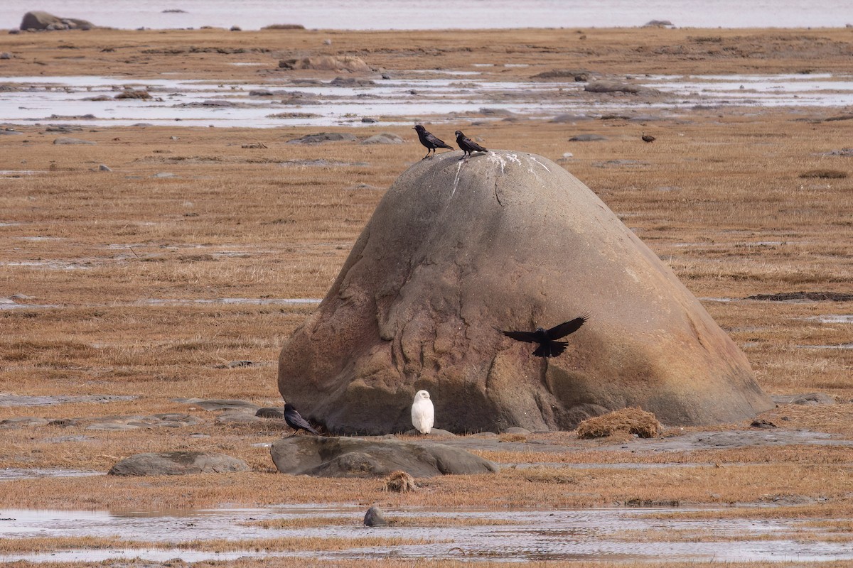 Snowy Owl - ML635176862