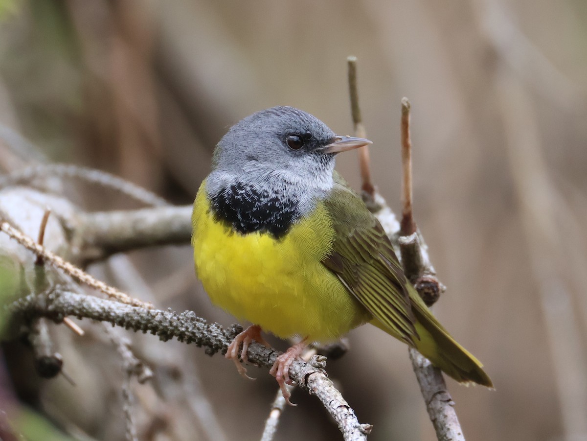Mourning Warbler - Nathan Stimson
