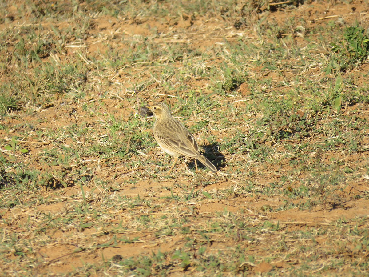 Nicholson's Pipit - ML635176897
