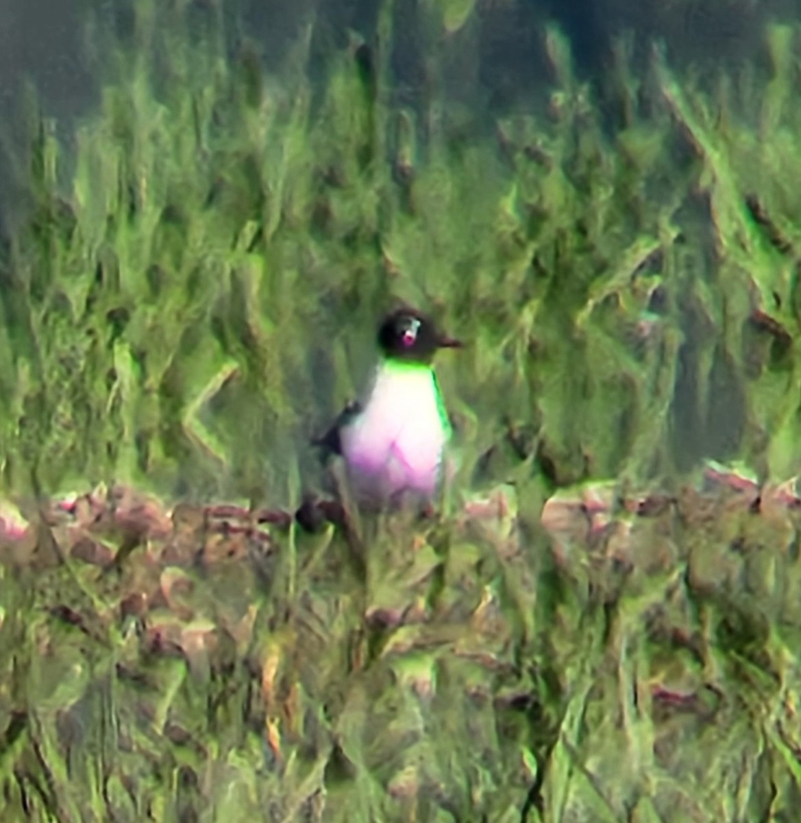 Franklin's Gull - ML635176902