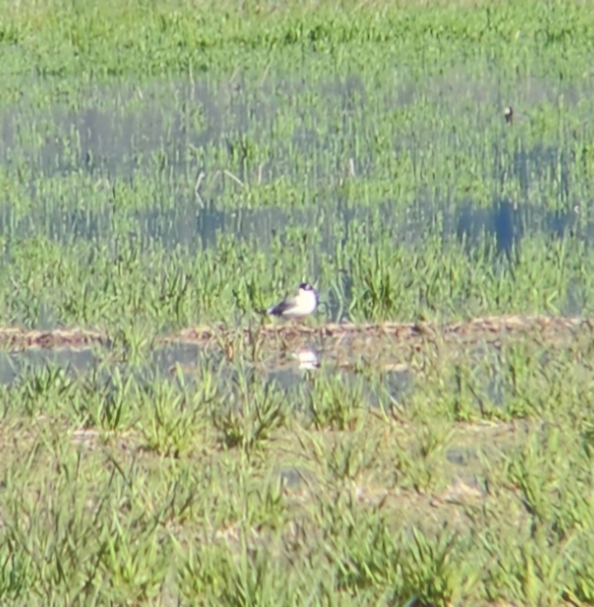 Franklin's Gull - ML635176908