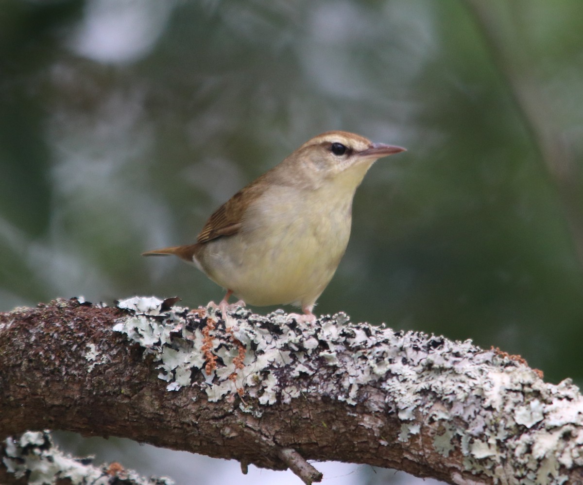 Swainson's Warbler - ML635176947