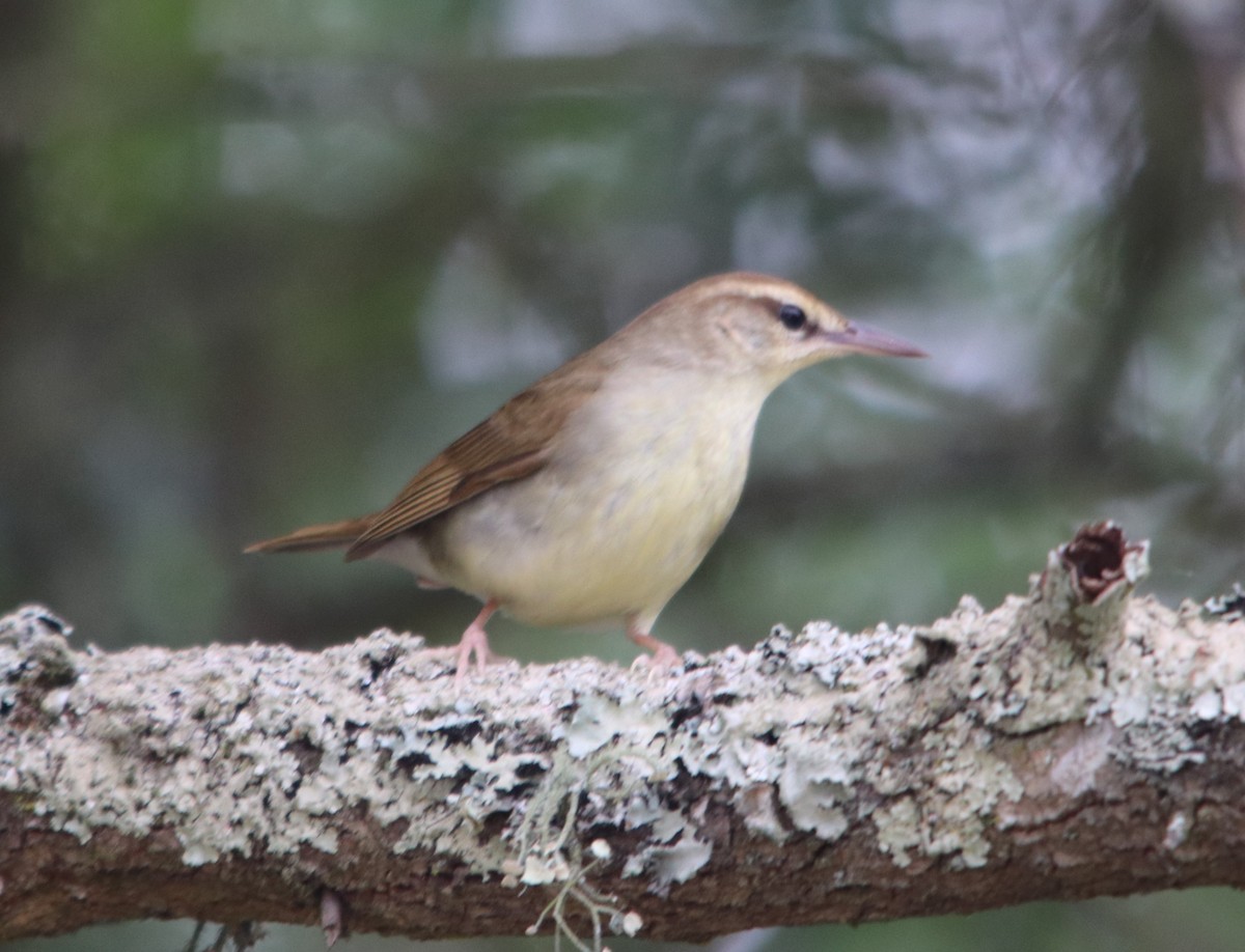 Swainson's Warbler - ML635177011