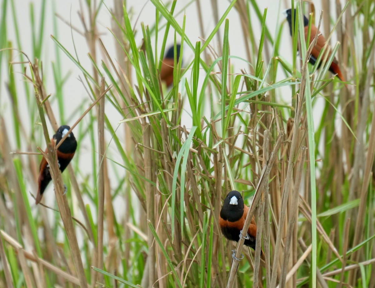 Chestnut Munia - ML635177036