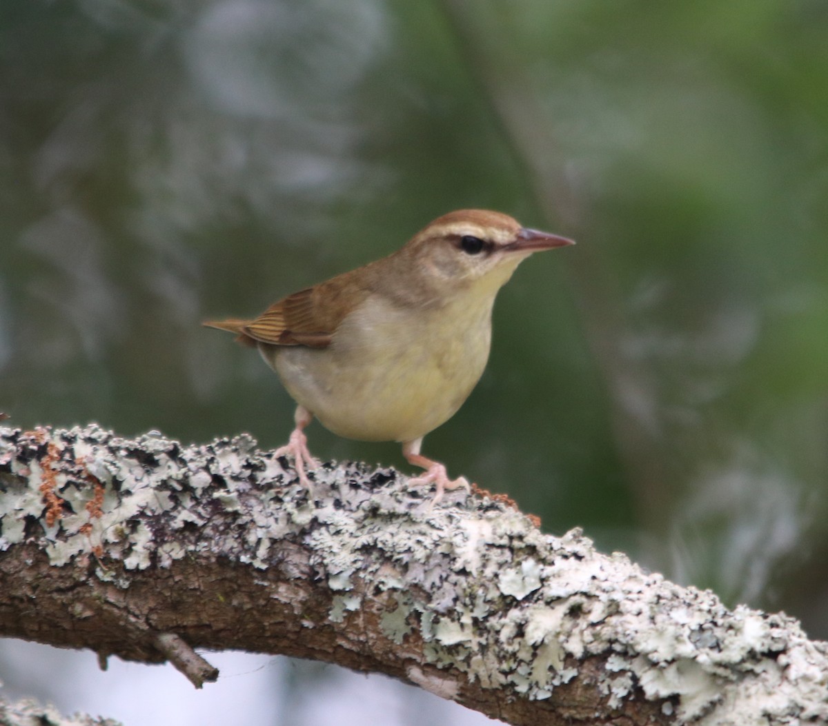 Swainson's Warbler - ML635177043