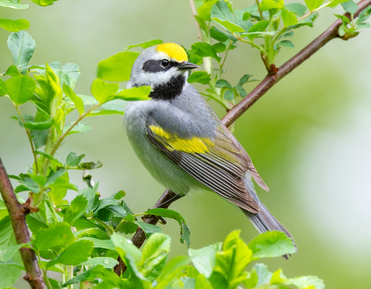 Golden-winged Warbler - ML635177055