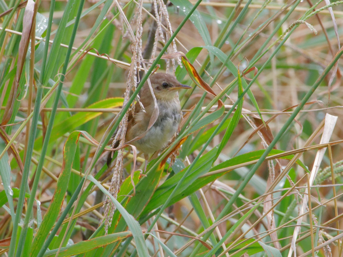 Little Rush Warbler - ML635177068