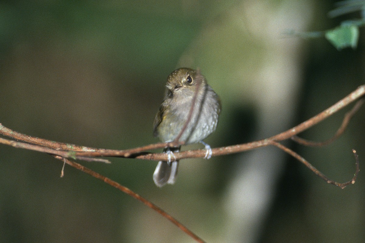 Drab-breasted Pygmy-Tyrant - ML635177071