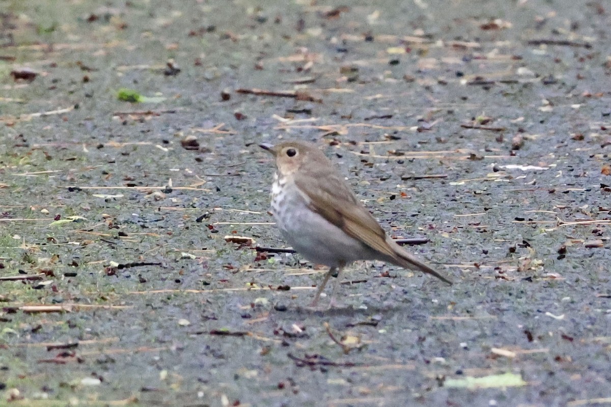 Swainson's Thrush - ML635177083