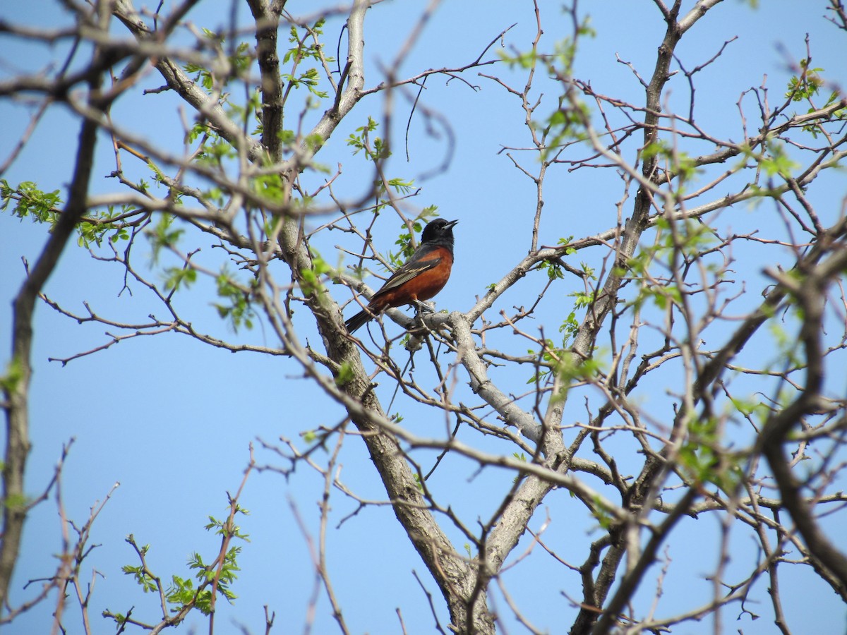 Orchard Oriole - ML635177240