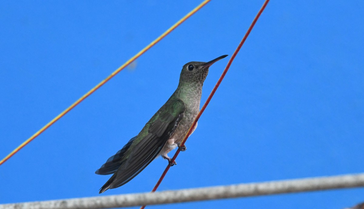 Colibri de Cuvier - ML635177281