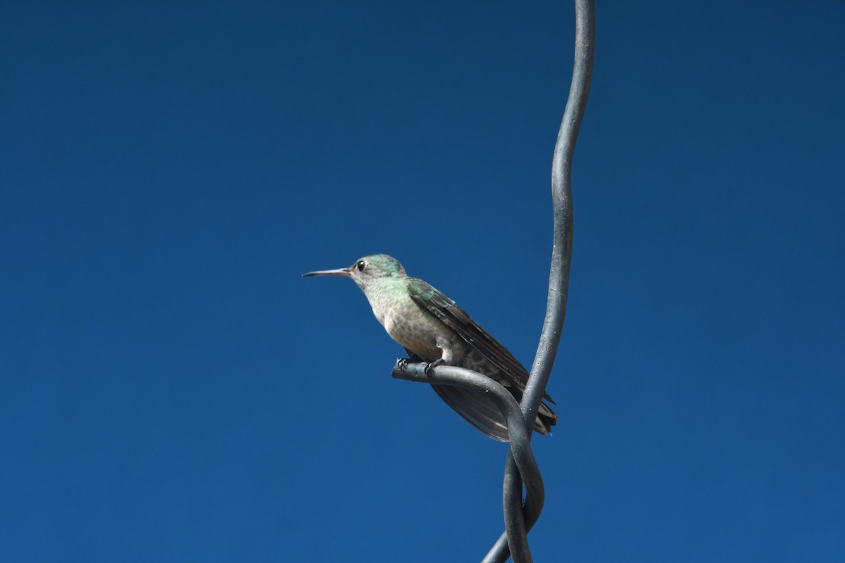 Colibri de Cuvier - ML635177290