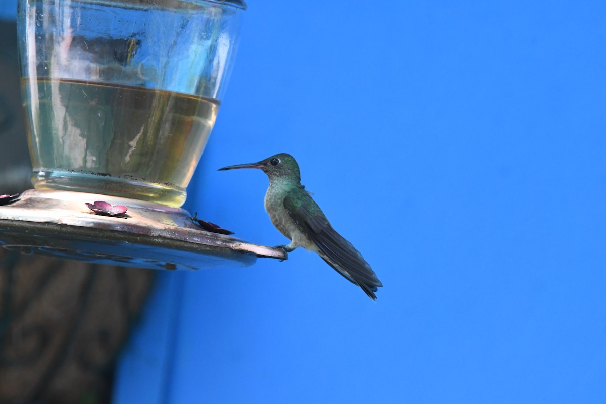 Colibri de Cuvier - ML635177292