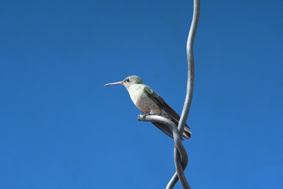 Colibri de Cuvier - ML635177296