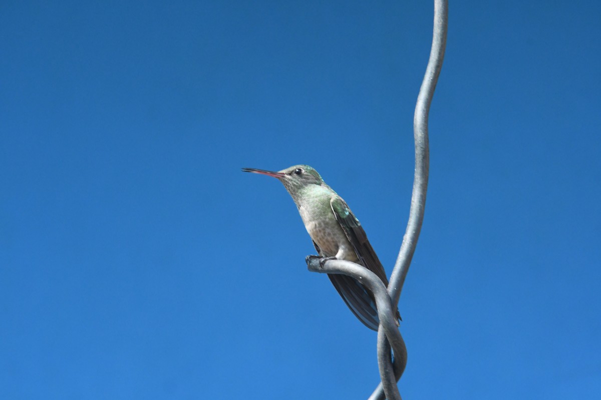 Colibri de Cuvier - ML635177297