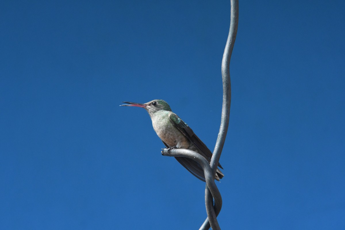 Colibri de Cuvier - ML635177298
