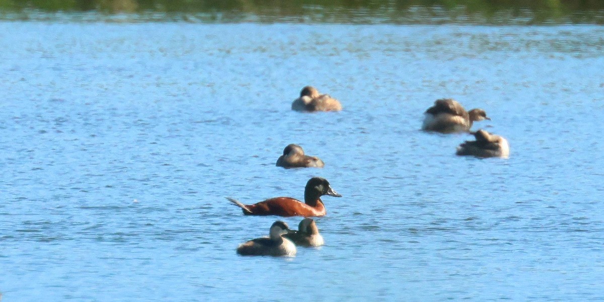 Maccoa Duck - ML635177409