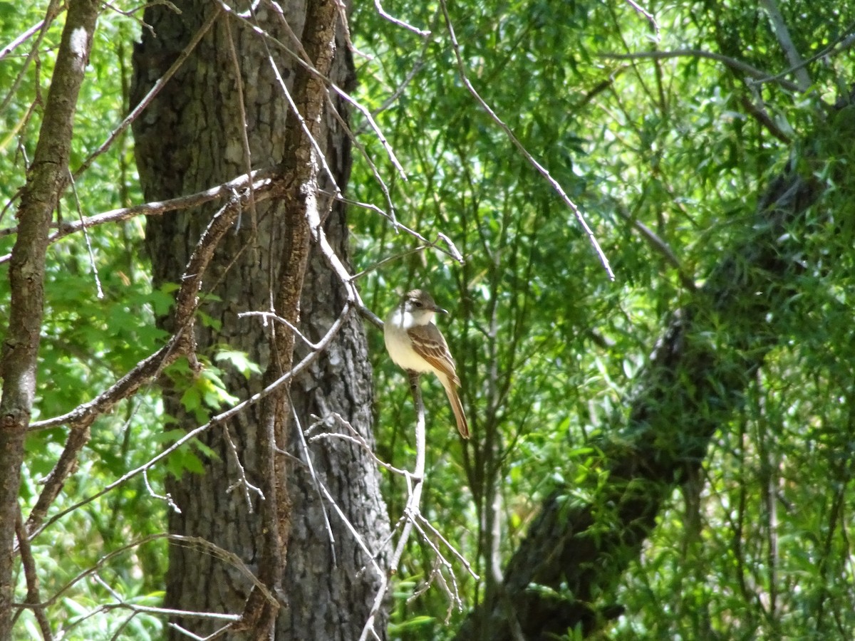 Ash-throated Flycatcher - ML635177438