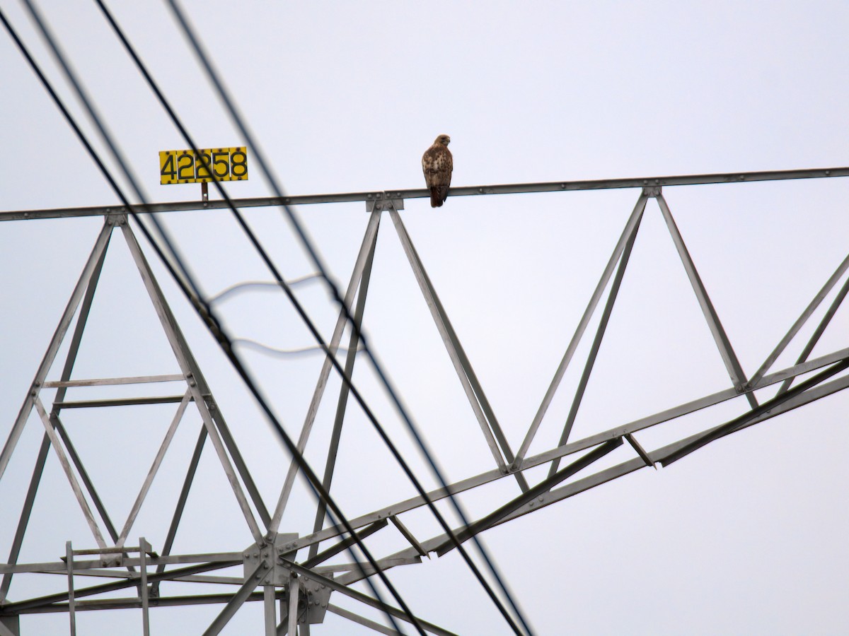 Rotschwanzbussard - ML635177454