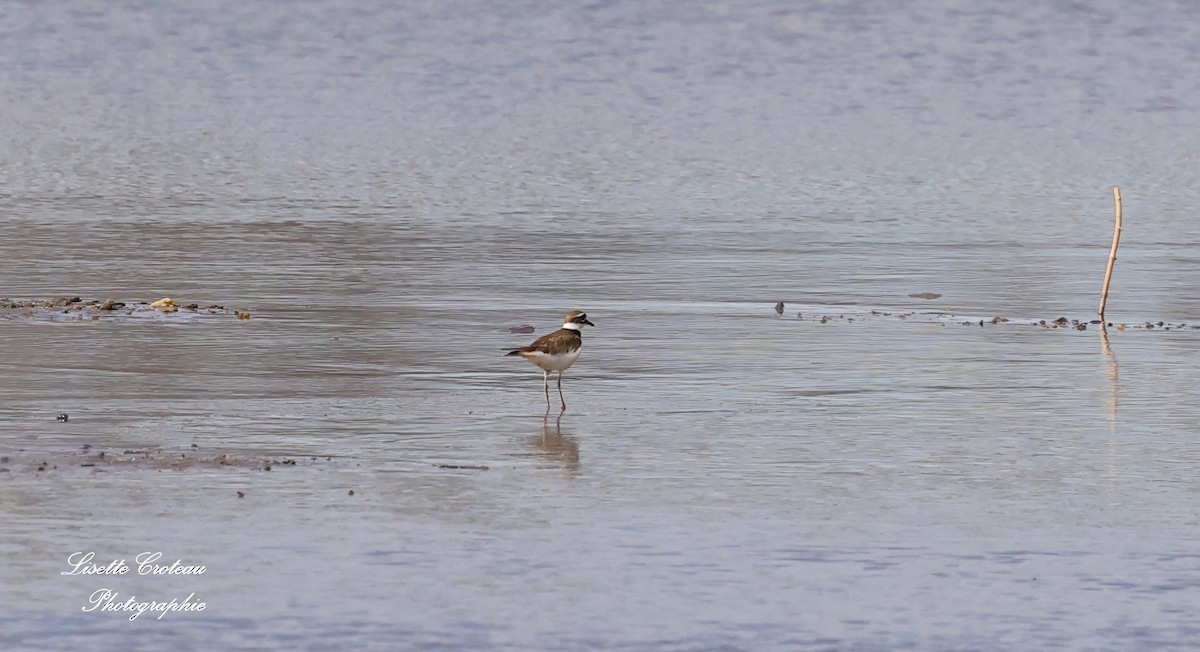 Killdeer - ML635177496