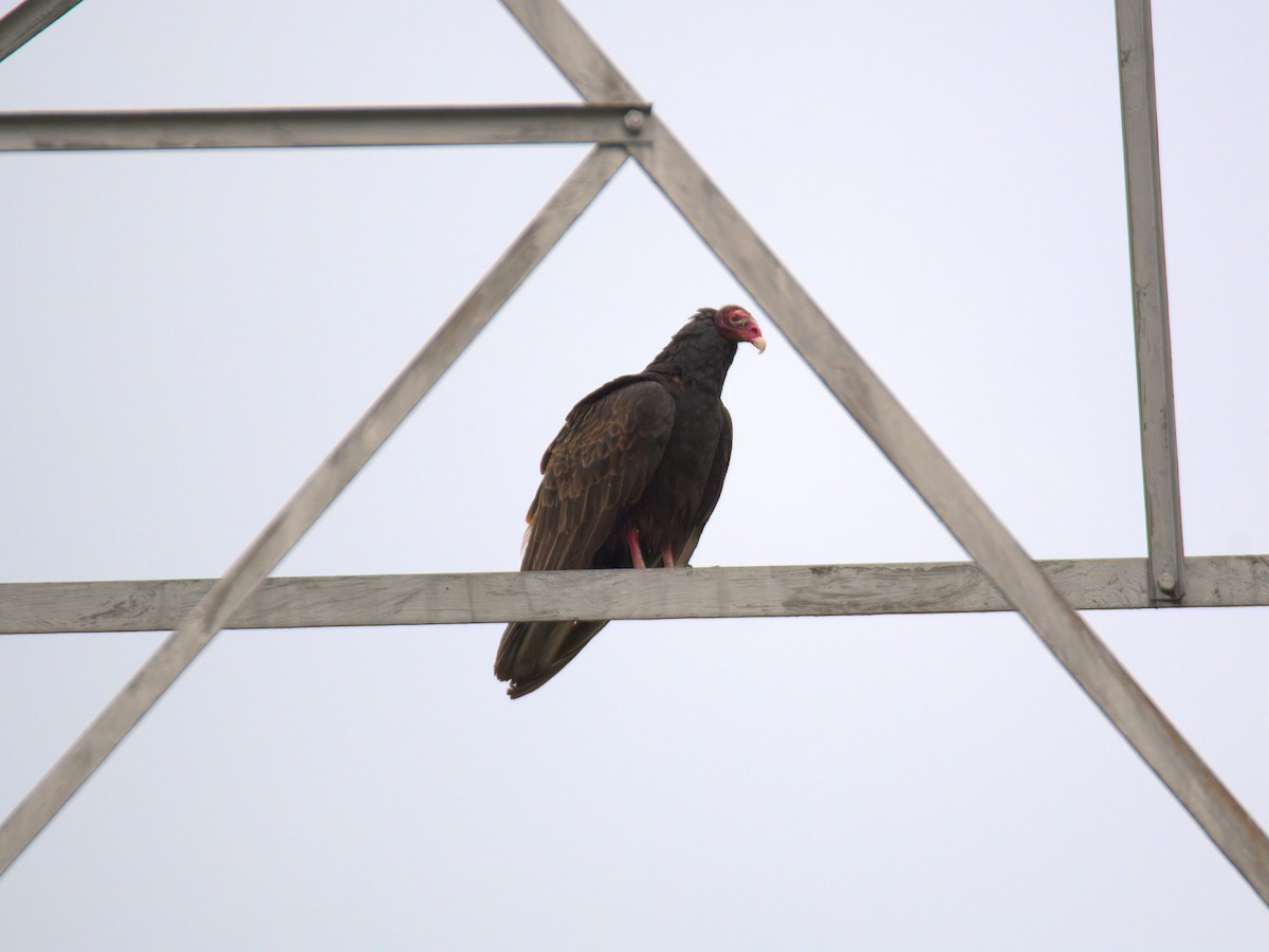 Truthahngeier - ML635177499