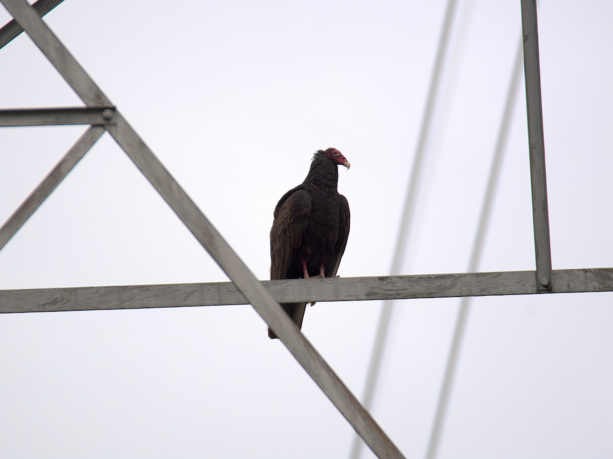 Truthahngeier - ML635177513