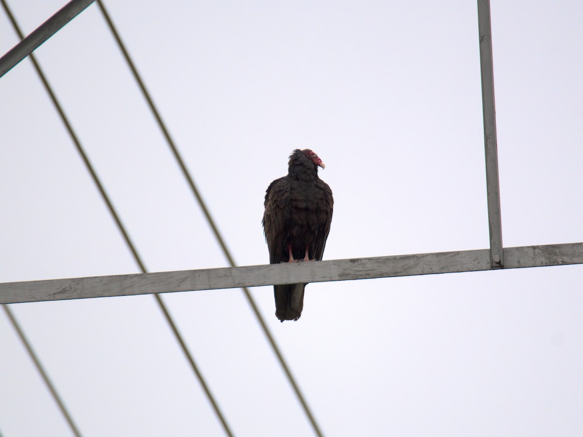 Truthahngeier - ML635177533