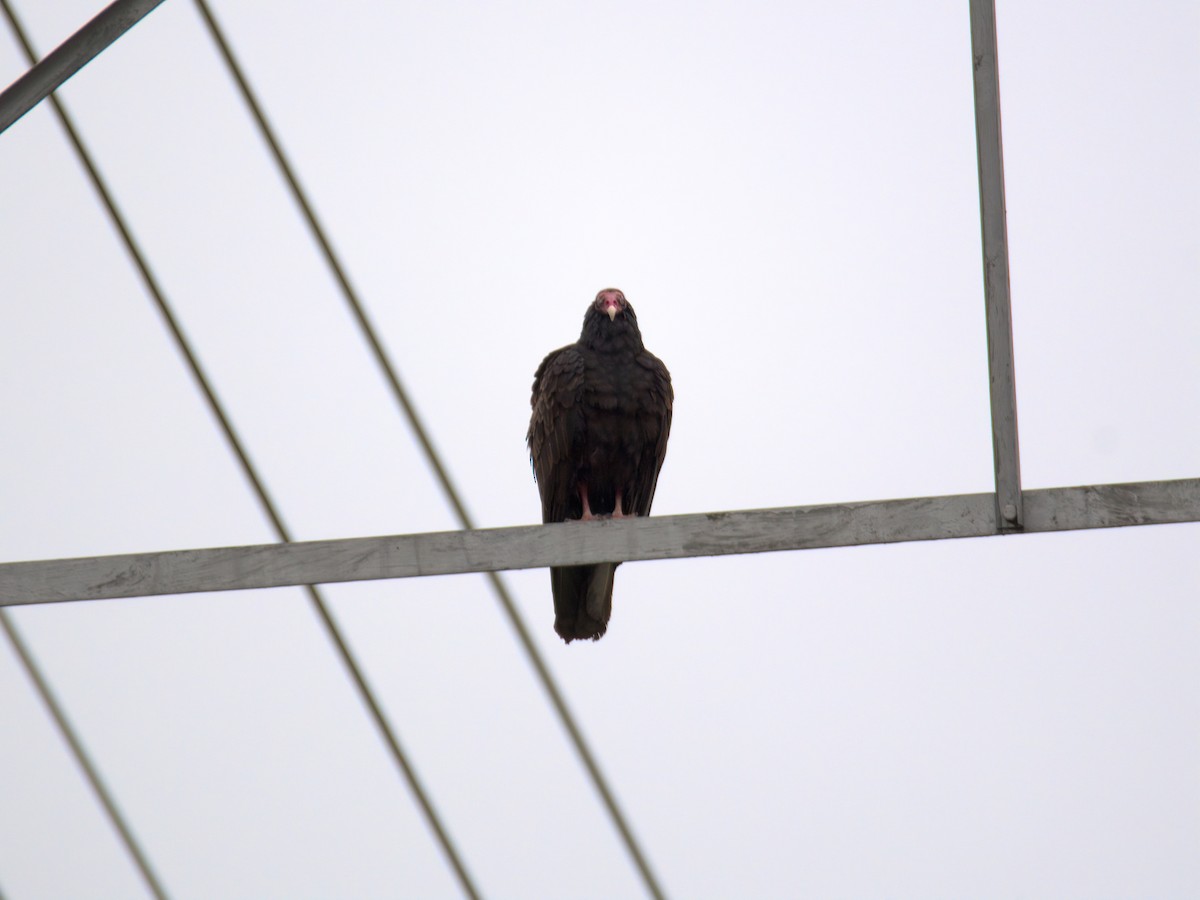 Truthahngeier - ML635177535