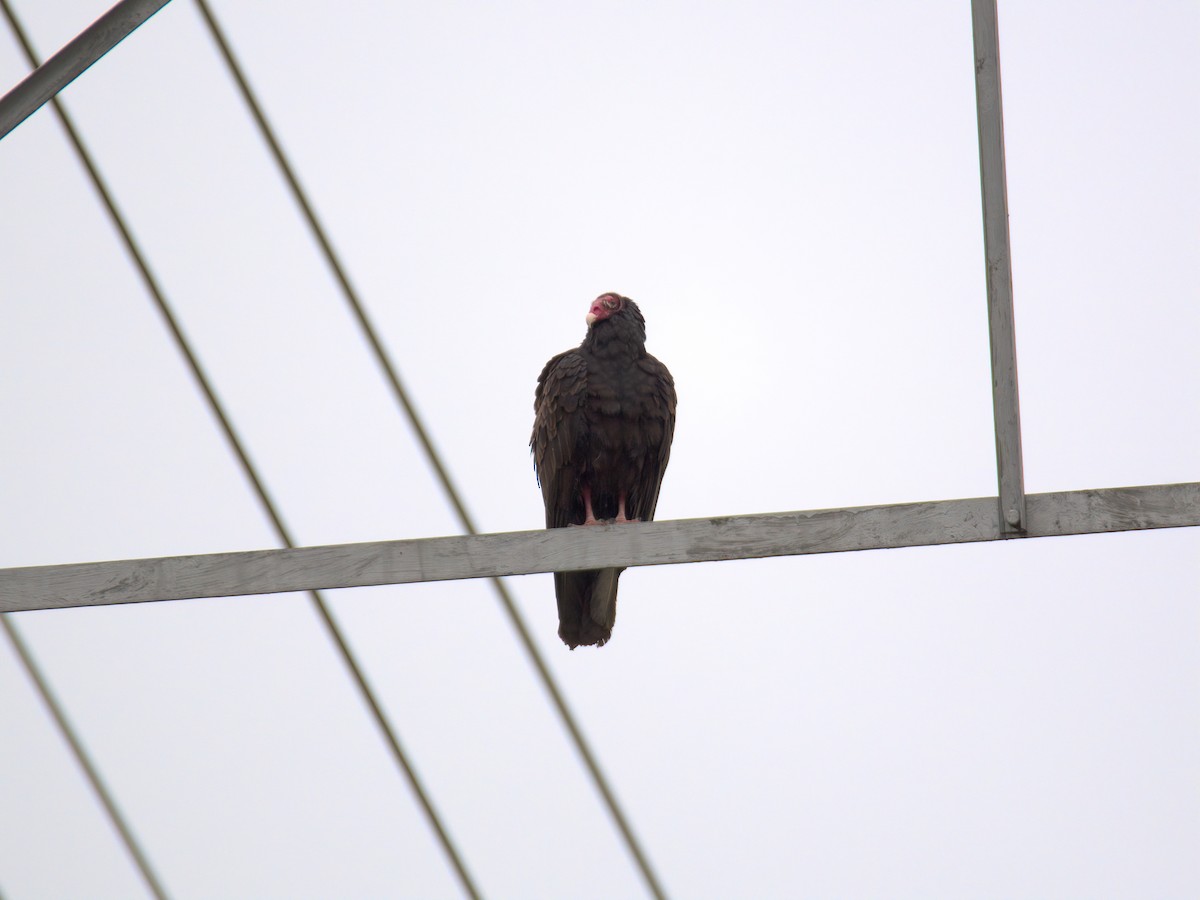 Truthahngeier - ML635177558