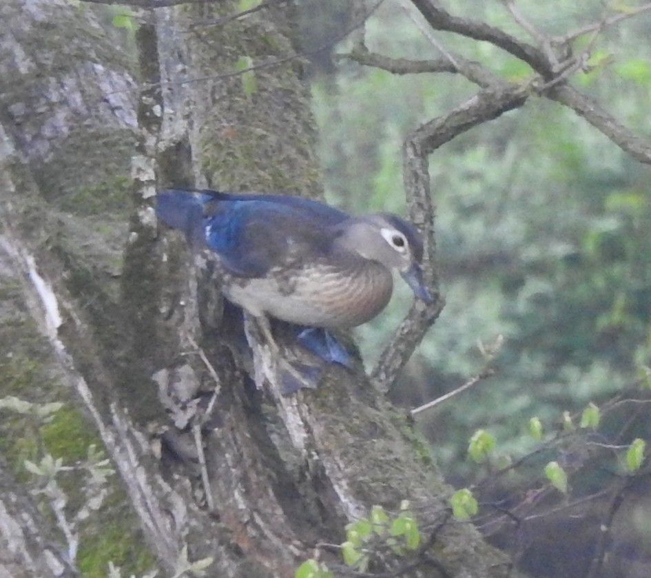 Wood Duck - ML635177566
