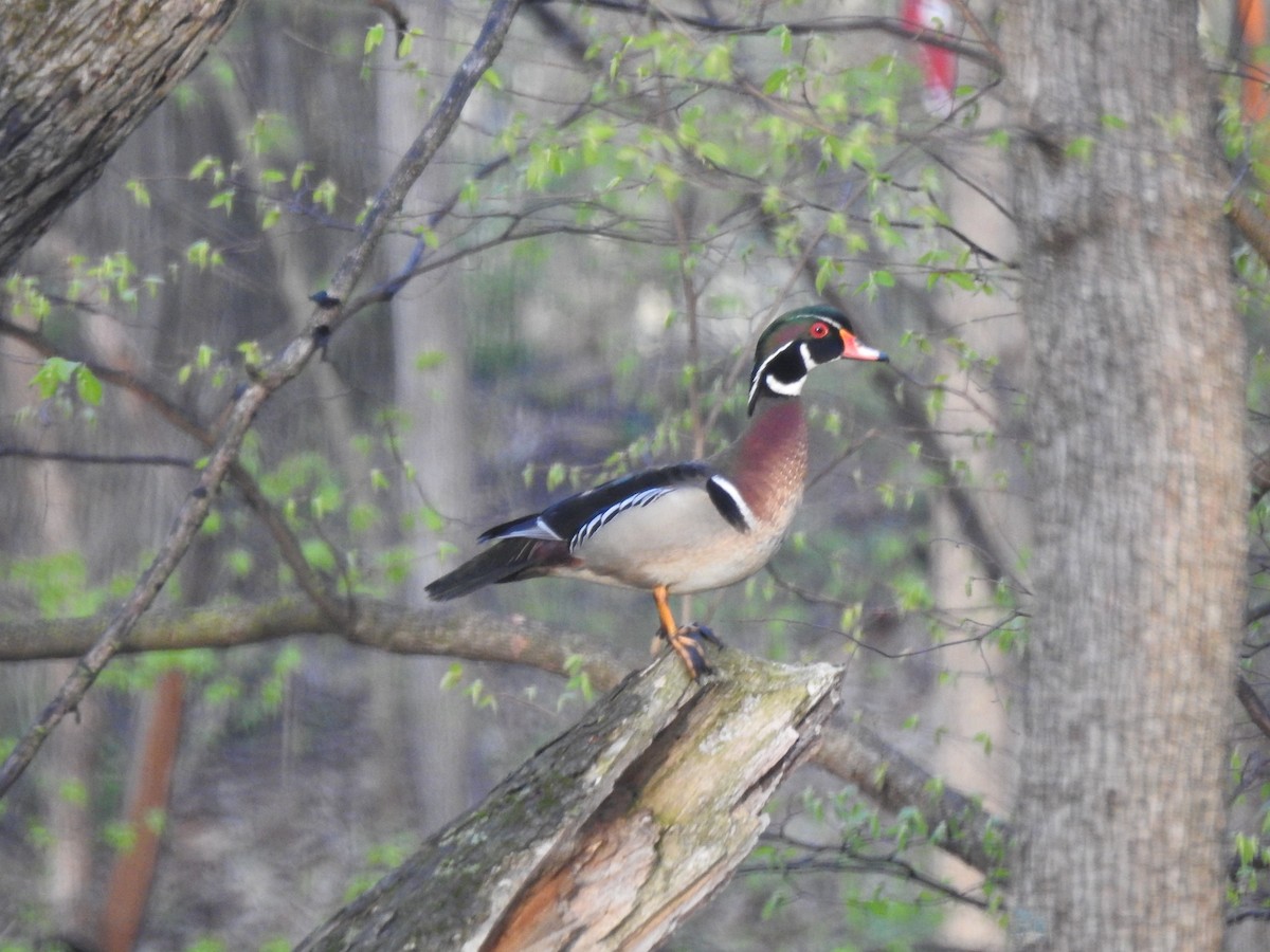 Wood Duck - ML635177586