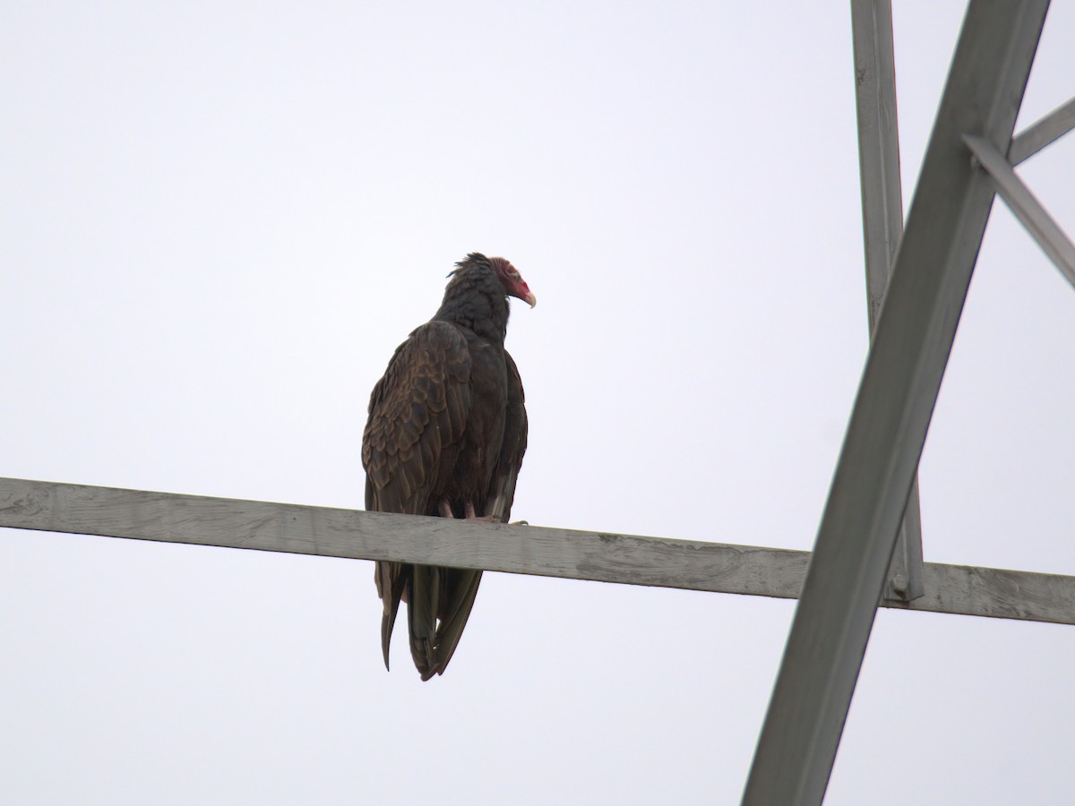 Truthahngeier - ML635177634