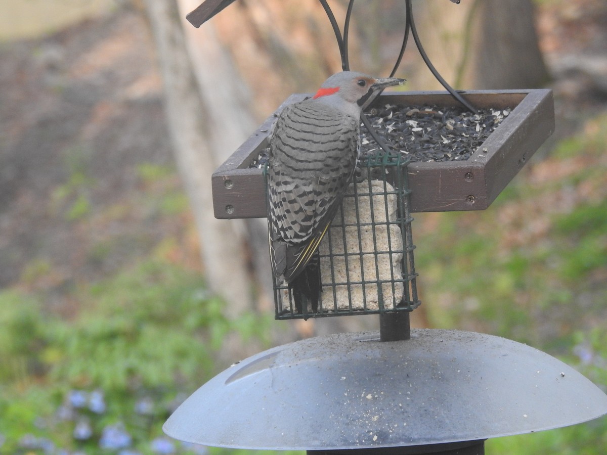 Northern Flicker - ML635177726