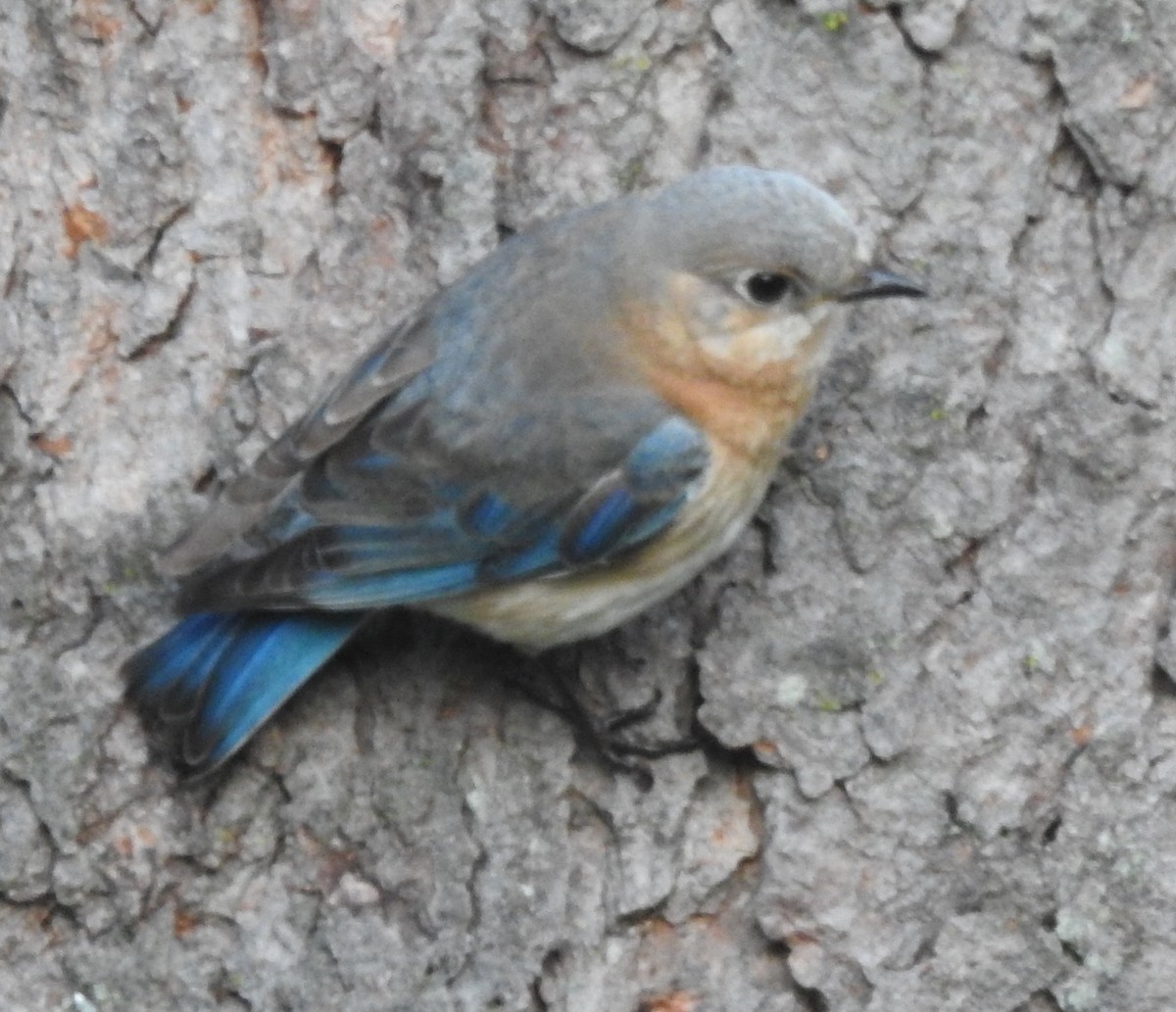 Eastern Bluebird - ML635177760