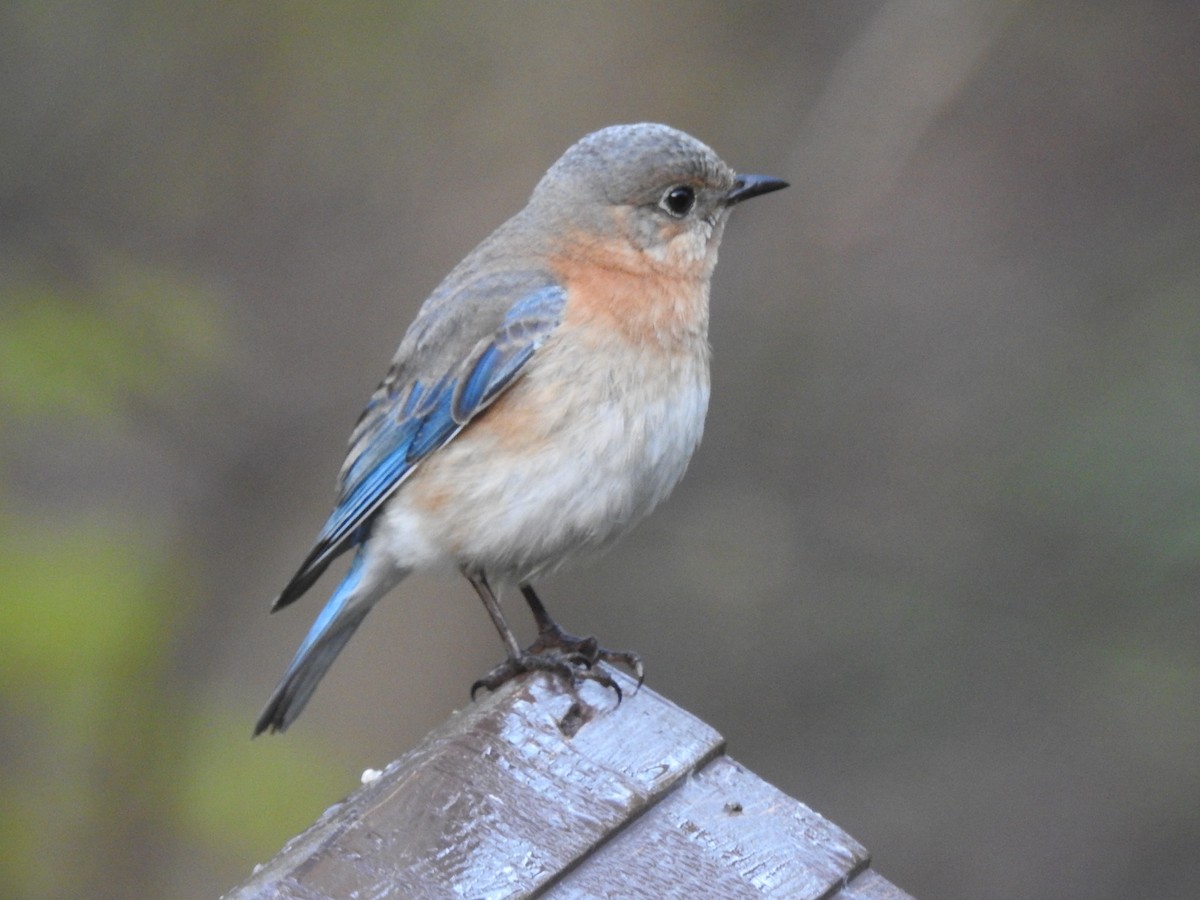 Eastern Bluebird - ML635177789