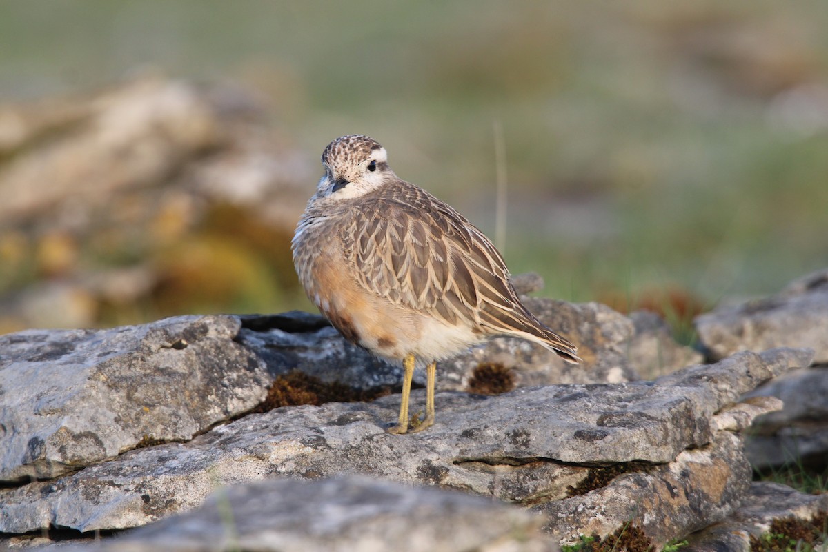 eBird Checklist - 6 May 2025 - Cwm Cadlan nature reserve - 12 species
