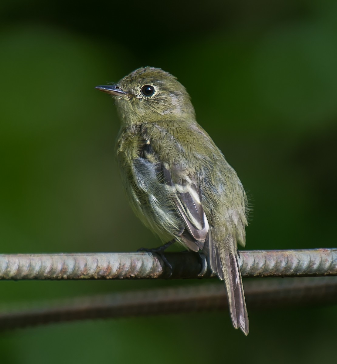 Yellow-bellied Flycatcher - ML635177889