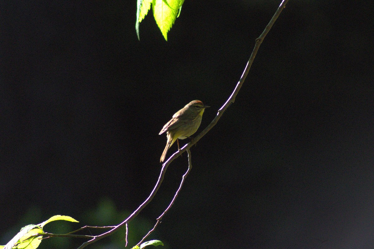 Palm Warbler - ML635177910