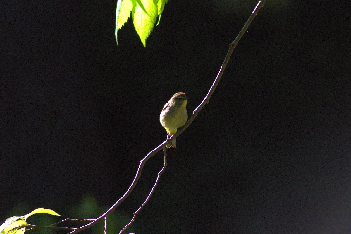 Palm Warbler - ML635177920