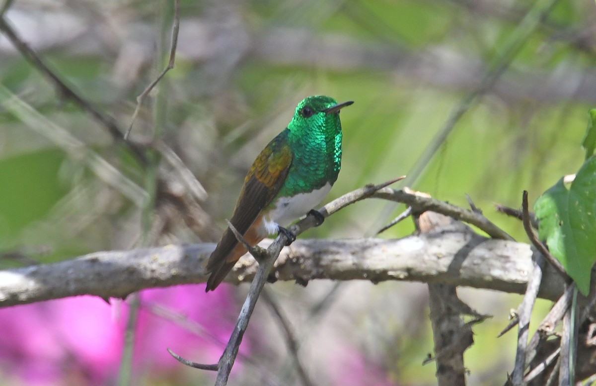 Snowy-bellied Hummingbird - ML635177996