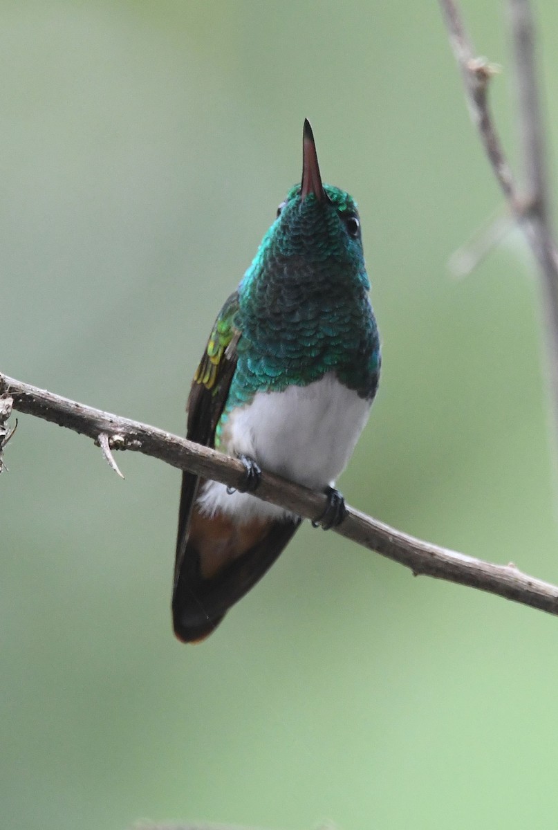 Snowy-bellied Hummingbird - ML635178043