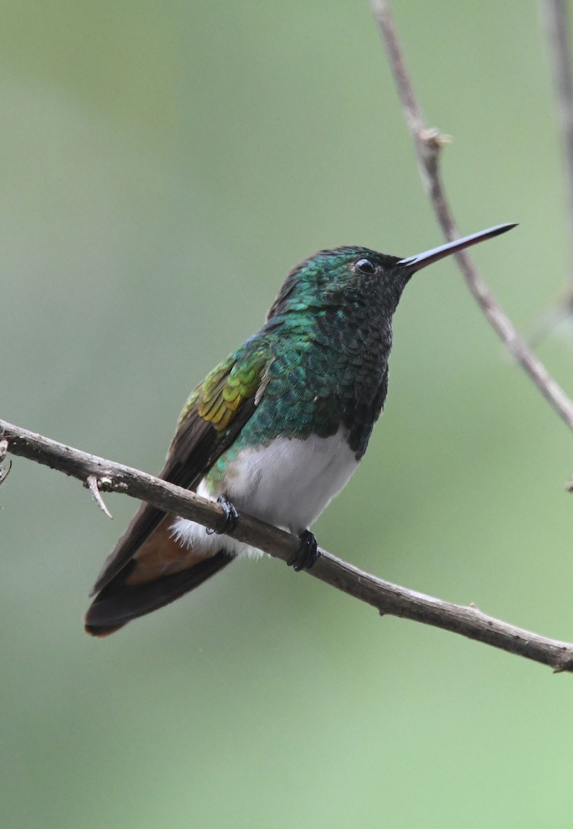 Snowy-bellied Hummingbird - ML635178044