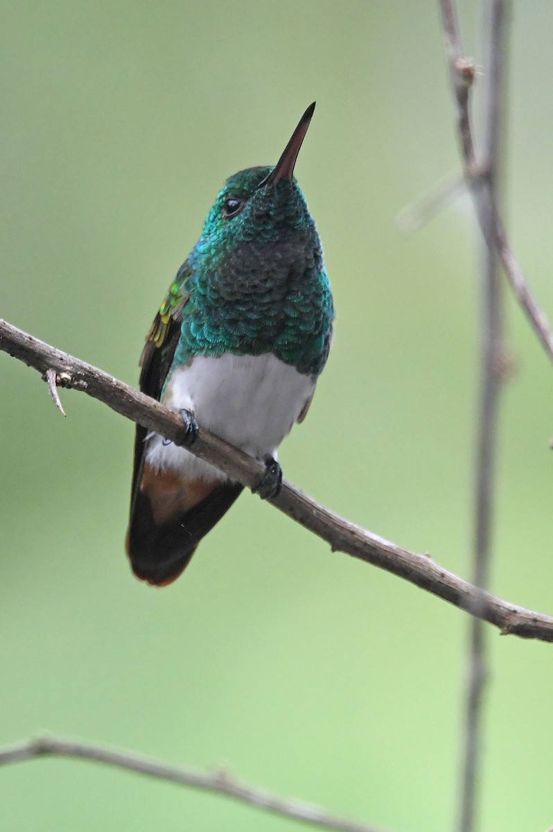 Snowy-bellied Hummingbird - ML635178045
