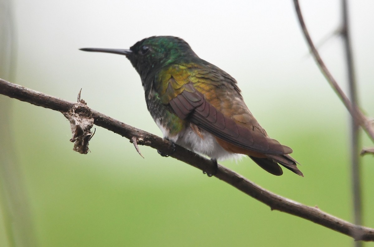 Snowy-bellied Hummingbird - ML635178046