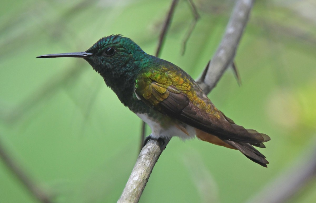 Snowy-bellied Hummingbird - ML635178047