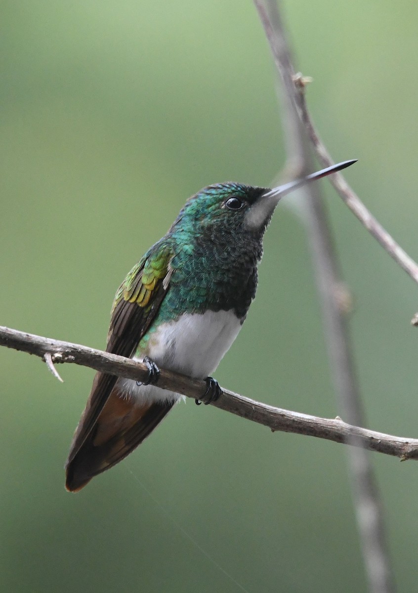 Snowy-bellied Hummingbird - ML635178048
