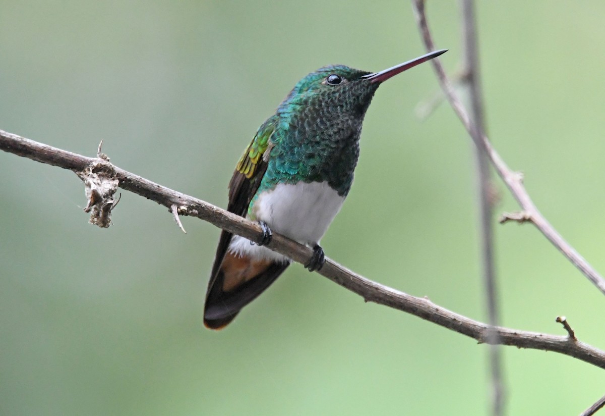 Snowy-bellied Hummingbird - ML635178049