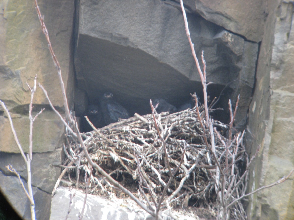 Common Raven - ML635178079